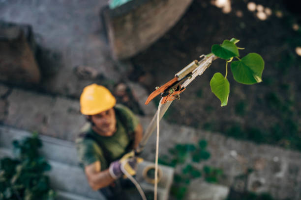 Trusted Mahopac, NY Tree Removal and Landscaping Services Experts